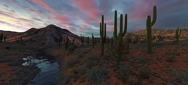 Paisaje Árido Con Cactus Ríos Arbustos Atardecer —  Fotos de Stock