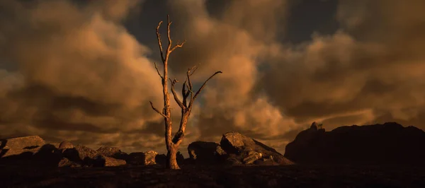 Árvore Morta Paisagem Rochosa Árida Com Céu Nublado Pôr Sol — Fotografia de Stock