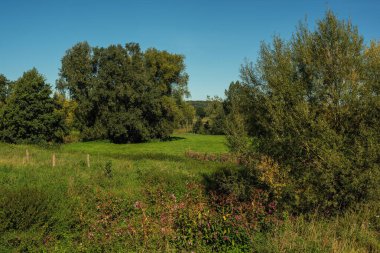 Yaz boyunca mavi gökyüzünün altında ağaçlar ve bitkilerle dolu verimli bir kırsal bölge..