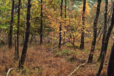 Sonbahar huş ağacında sarı yapraklı ağaç.