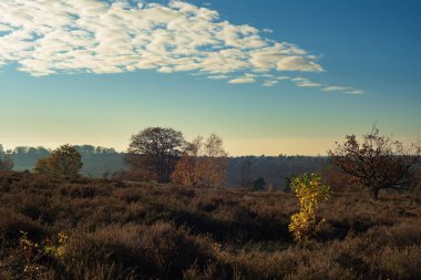 Sonbaharda ağaçlarla yuvarlanan fundalıklar mavi gökyüzünün altında bulutlarla.