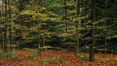 Sonbahar ormanlarında yaprakları altın renginde yaprak döken yapraklar.