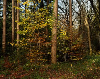 Altın renkli yaprakları ve farklı ağaç türleriyle sonbahar ormanı.