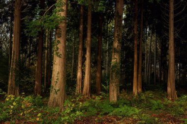 Güneş ışığıyla aydınlatılan sekoya ağaçları..