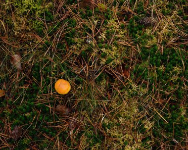 Yosunlu orman zemininde kahverengi yapraklar, iğneler ve mantarlar.