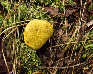 Yosunlu orman zemininde sarı mantar ve kahverengi yapraklar.