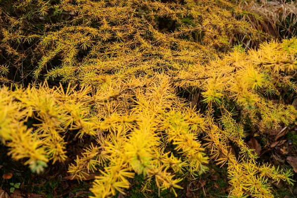 Karaçam Ağacının Sarı Renkli Iğneleri — Stok fotoğraf