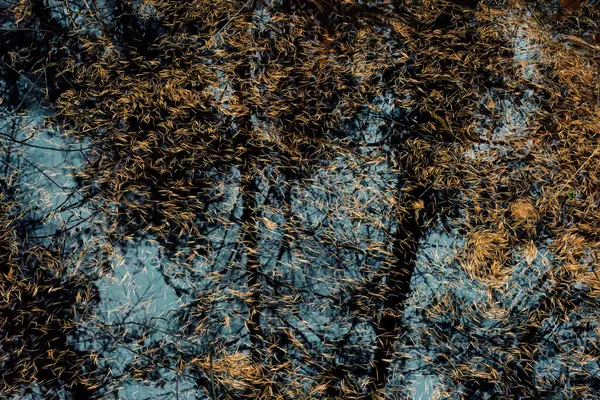 在有倒影树的常水中的褐色针头 顶部视图 — 图库照片