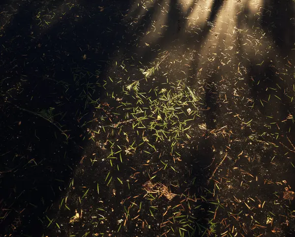 在斑斑的阳光下 用水壶刷树叶的水面 顶部视图 — 图库照片