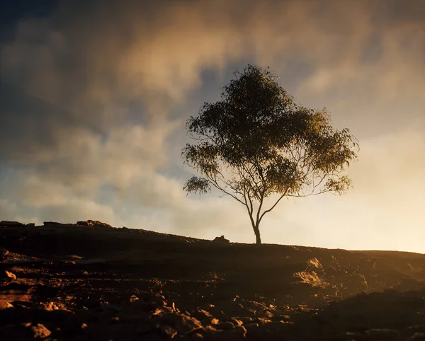 Самотнє Дерево Пісковиковій Скелі Під Небом Хмарами — стокове фото