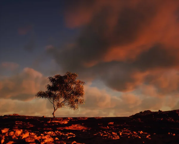Одиноке Дерево Пісковиковій Скелі Під Небом Деякими Хмарами Заході Сонця — стокове фото