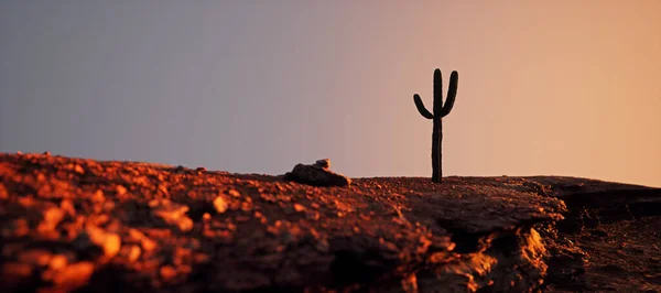 Cactus Sulla Scogliera Arenaria Tramonto Sotto Cielo Limpido — Foto Stock