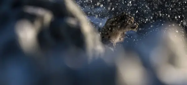 雪に覆われた岩山の雪のヒョウ — ストック写真