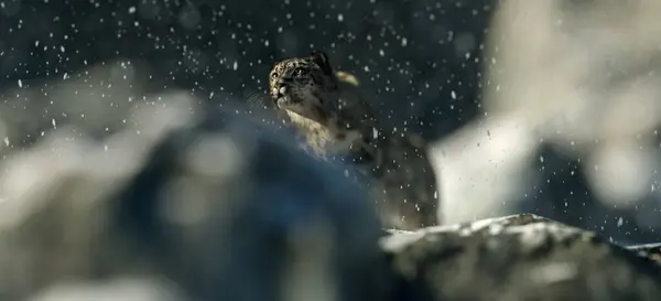 雪に覆われた岩山の雪のヒョウ — ストック写真
