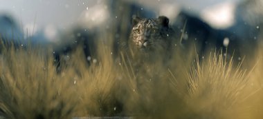 Kar leoparı kar fırtınasında uzun otların arasında.