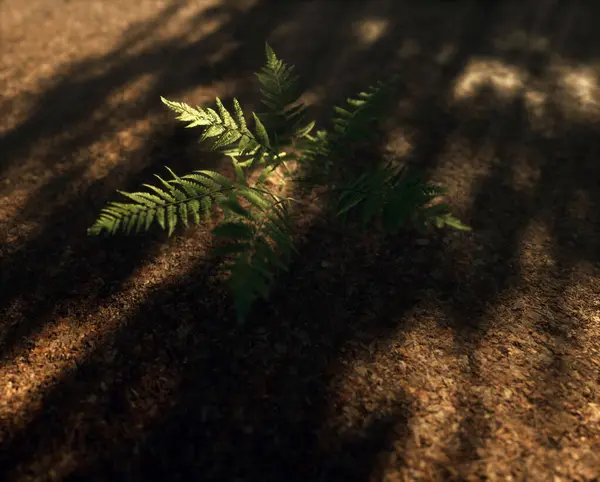 落叶覆盖的林地上的蕨类 在斑驳的阳光下 — 图库照片