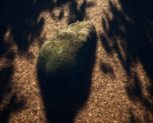 Мошачий Валун Лесной Почве Покрытый Опавшими Листьями Солнечном Свете — стоковое фото