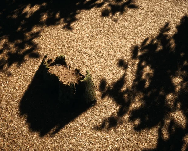 落叶覆盖的林地上的老树桩 在斑驳的阳光下 — 图库照片