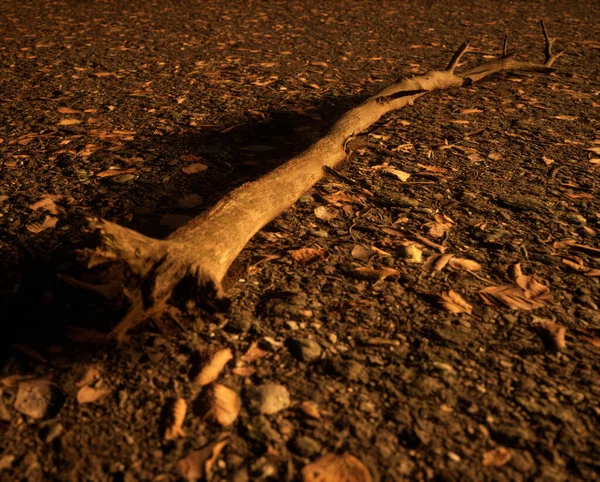 Dode Tak Bosgrond Bedekt Met Gevallen Bladeren Verlicht Door Zonlicht — Stockfoto