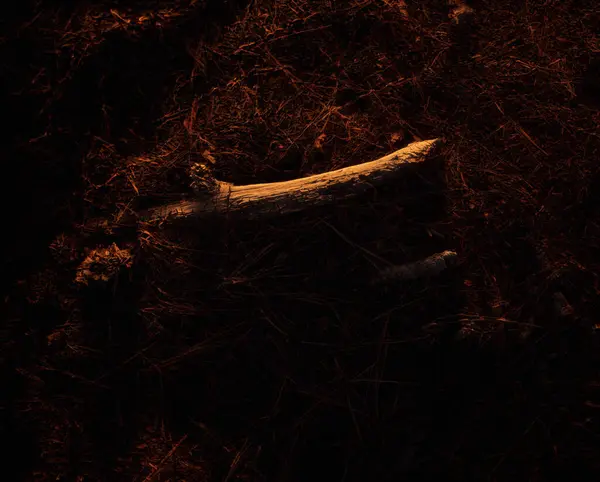 松针覆盖的森林地面上的树枝碎片 沐浴在金色的阳光下 — 图库照片
