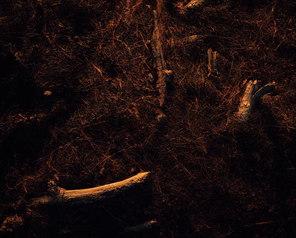Çam Iğneleriyle Kaplı Bir Orman Zemininde Dal Parçaları Altın Saatle — Stok fotoğraf