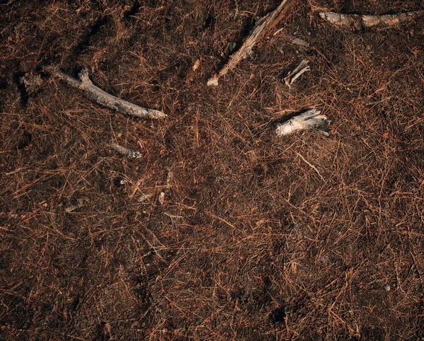 松針で覆われた森林地面のブランチデブリ — ストック写真