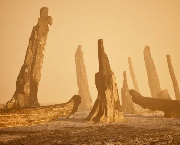 Égett Fatörzsek Ködös Erdőben Naplementekor — Stock Fotó