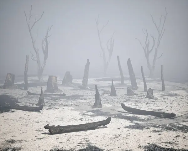 Verbrannte Baumstämme Nebligen Wald — Stockfoto