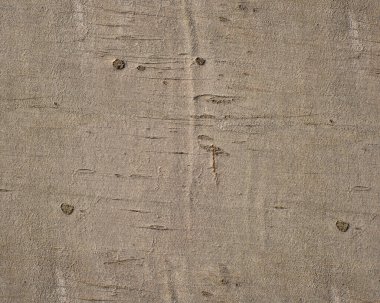 Kayın kabuğunun şekli ve yapısı. Ayrıntılı çekim.