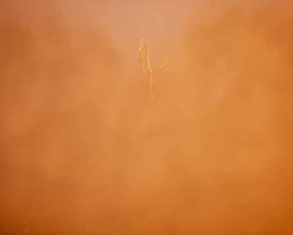 日の出の間の森の地面の霧の単独死んだ木 — ストック写真