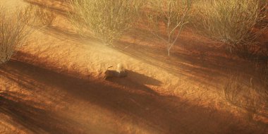 Issız ıssız çölde kaybolmuş kovboy çizmesi..