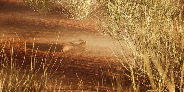 Bota Cowboy Perdida Paisagem Desolada Deserto Nebulosa Fotos De Bancos De Imagens