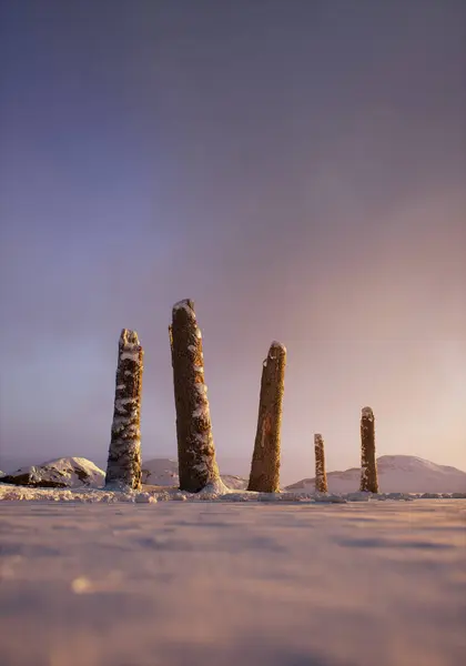 Gebrochene Kiefernstämme Hügeliger Schneelandschaft Bei Sonnenaufgang lizenzfreie Stockbilder