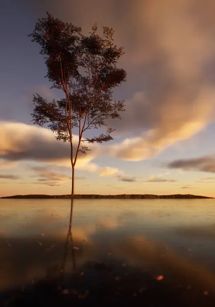 Одинокое Дерево Поле Озере Закатом Облачного Неба Стоковая Картинка