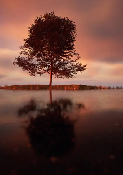 Одинокое Дерево Поле Озере Закатом Облачного Неба Лицензионные Стоковые Фото