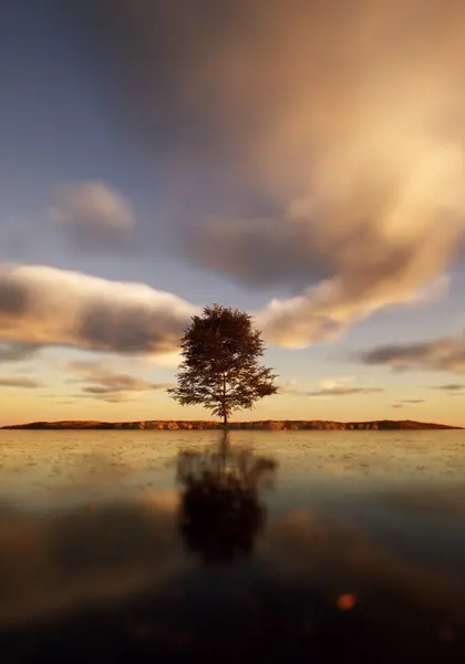 Ensamma Träd Fält Vid Sjön Solnedgång Molnig Himmel Stockbild