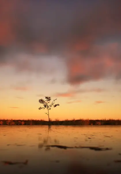 Одинокое Дерево Поле Озере Закатом Облачного Неба Стоковое Изображение