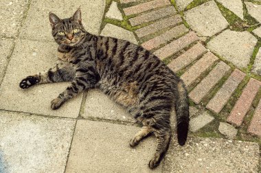 Bahçedeki kaldırımda yatan tekir kedi. Yukarıdan görüntüle.