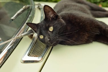 Güneşli bir yaz gününde arabanın kaputunda yatan tembel siyah kedi..