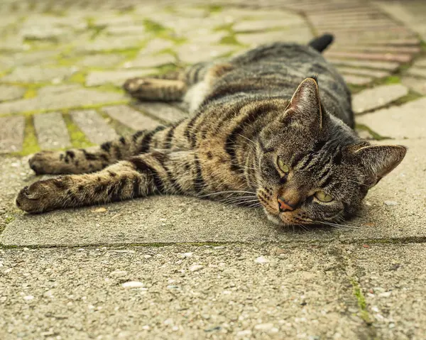 Bahçedeki kaldırımda yatan tekir kedi. Düşük açı görünümü.