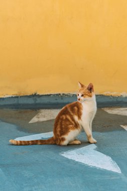 Kırmızı beyaz sokak kedisi sarı bir duvarın önünde oturuyor..