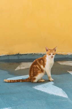 Kırmızı beyaz sokak kedisi sarı bir duvarın önünde oturuyor..