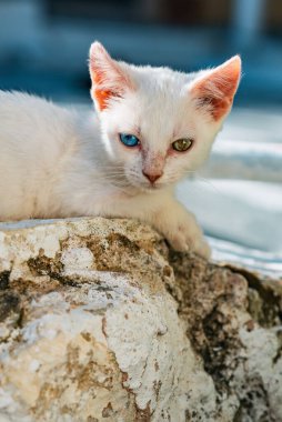 Genç beyaz sokak kedisi Bir mavi ve bir yeşil göz sokakta yatıyor.