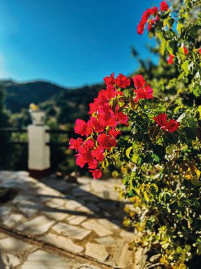 Bahçenin terasında, yamaç manzaralı parlak pembe çiçekli begonvil. Endülüs, İspanya.