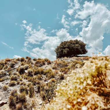 Mavi gökyüzünün altında kurak bir bitki örtüsü ve biraz bulutlu bir yamaçtaki ağaç. Endülüs, İspanya.