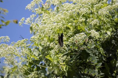 Kelebek ve küçük beyaz karışımı menekşe çiçeği ya da Duranta pişman olur