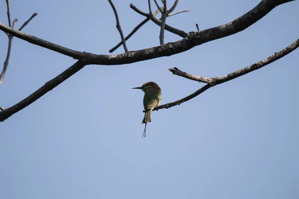Czerwony Wąsik Bulbul Ptak Drzewie Pycnonotus Jocosus — Zdjęcie stockowe
