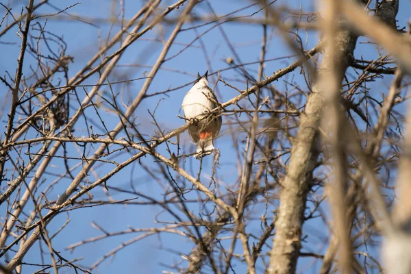 レッドは木の上でブルブル鳥をささやいた Pycnotus Jocus — ストック写真