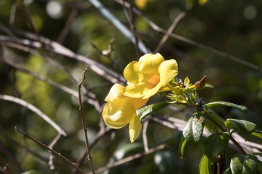 Yeşil yapraklı Sarı Allamanda 'ya yaklaş