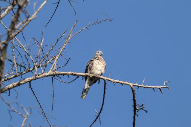 Kahverengi güvercin, mavi arka planda ağaç dalında oturuyor..